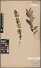 Foto von Salix aurita L. x Salix eleagnos Scop.